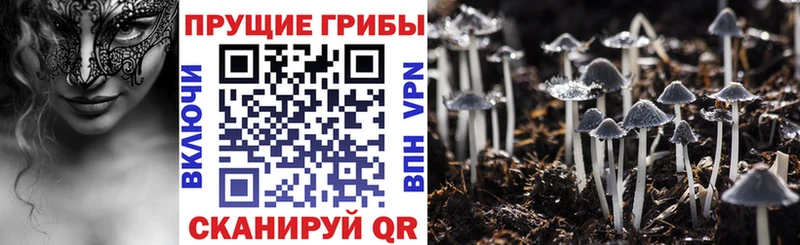 купить   Фокино  Псилоцибиновые грибы Cubensis 